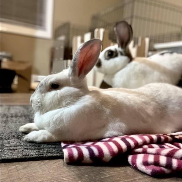 Meet your Posher, Rita - Picture 3 of 5